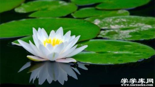 睡蓮有哪些不同的品種