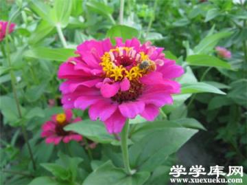 百日草常見盆栽品種:紐扣盒 百日草常見盆栽品種:紐扣盒