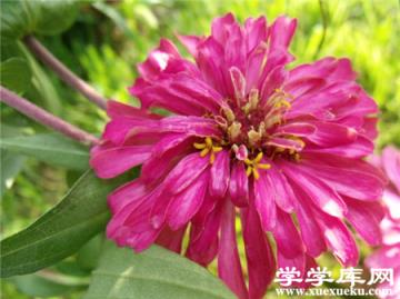 百日草常見盆栽品種:彩色火焰 百日草常見盆栽品種:彩色火焰