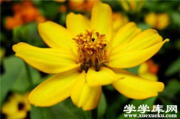 百日草常見盆栽品種:小世界 百日草常見盆栽品種:小世界