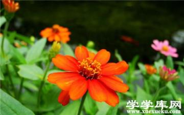 百日草常見盆栽品種:細葉百日草 百日草常見盆栽品種:細葉百日草