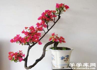 三角梅曲干式盆景