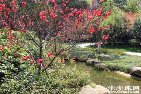 碧桃常見蟲害及其防治 常見蟲害的防治清除方法