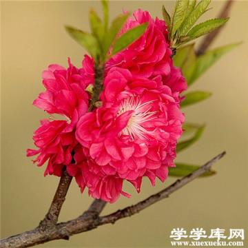 碧桃蟲害 碧桃蟲害