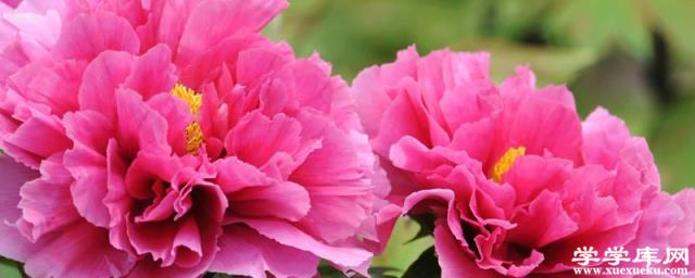 盆栽牡丹栽培和養護