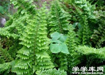 波斯頓蕨葉子干枯的原因 波斯頓蕨葉子干枯的原因