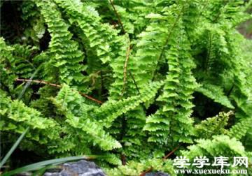 波斯頓蕨葉子干枯怎么辦 波斯頓蕨葉子干枯怎么辦