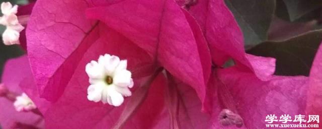 三角梅開花期間怎么施肥，施什么肥