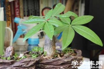 發財樹盆栽 發財樹盆栽