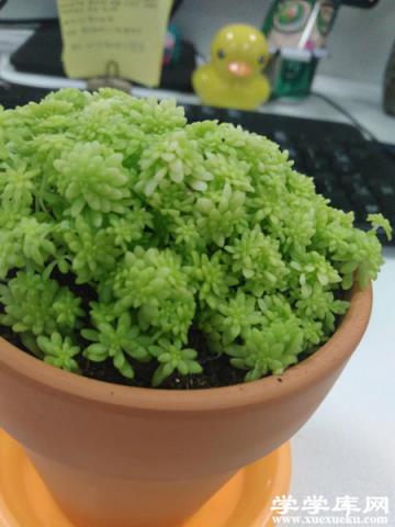 金葉佛甲草 金葉佛甲草