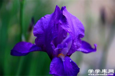 冬季臥室里養什么花比較好？這些花殺菌又除塵！