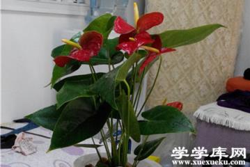 美麗的紅掌 美麗的紅掌