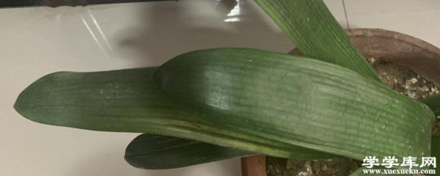 君子蘭的品種及圖片，是什么顏色的