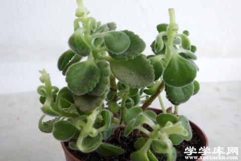 碰碰香蚧殼蟲的藥物防治方法