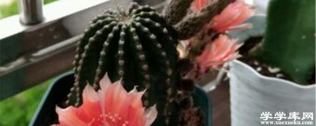 仙人球黃葉的原因及處理辦法