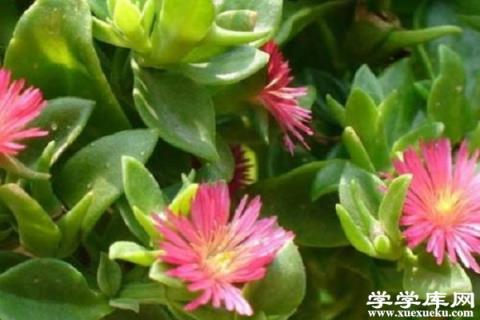 怎么讓玉樹開花