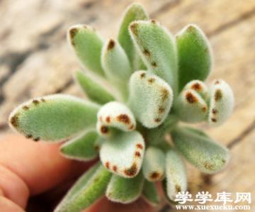 月兔耳掉葉 月兔耳掉葉