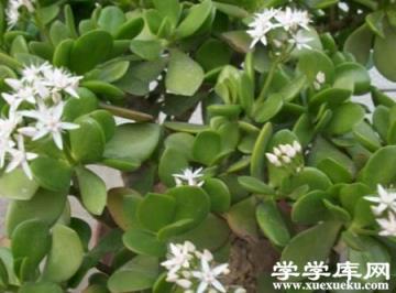 漂亮的玉樹 漂亮的玉樹