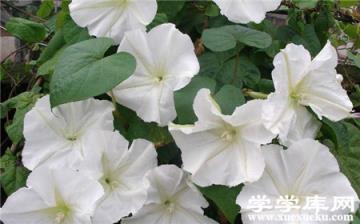 月光花的開花時間