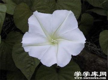 月光花開花什么樣子