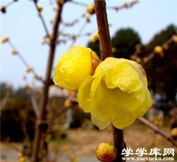 臘梅有毒嗎 臘梅有毒嗎