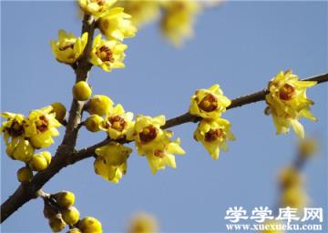 臘梅的毒性 臘梅的毒性