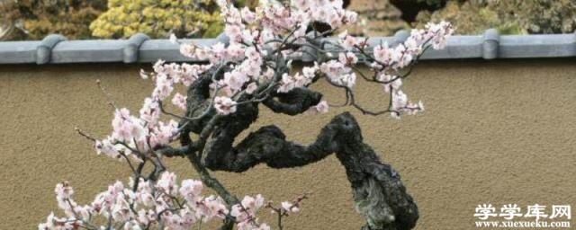 盆栽梅花什么時候換盆