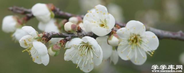 買回家的臘梅花怎么養，水培怎么養