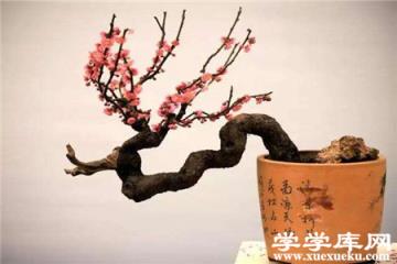 盆栽梅花 盆栽梅花