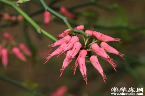 紅雀珊瑚的繁殖方法