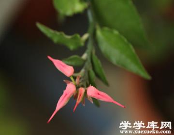 紅雀珊瑚的生活習性 紅雀珊瑚的生活習性