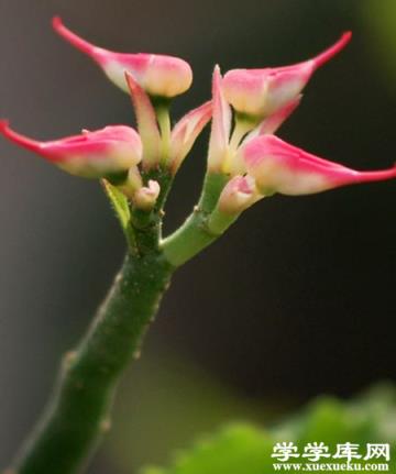 紅雀珊瑚 紅雀珊瑚