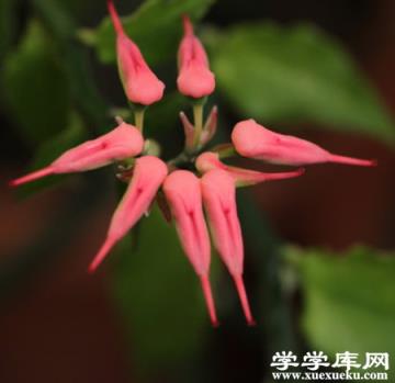 紅雀珊瑚圖片 紅雀珊瑚圖片