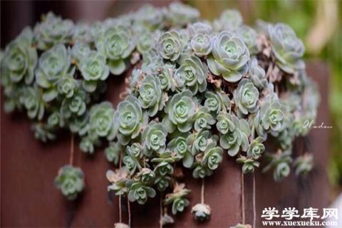 碧玉蓮怎么繁殖