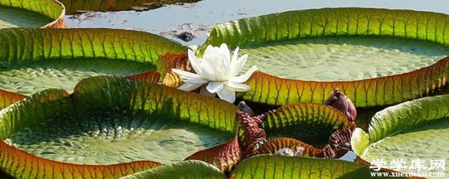 王蓮是水生植物還是陸生植物，可以坐多少斤的人