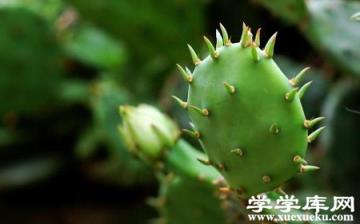 美麗的仙人掌 美麗的仙人掌