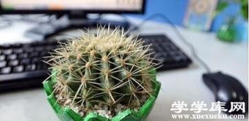 漂亮的仙人掌 漂亮的仙人掌