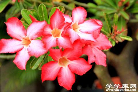 沙漠玫瑰冬季養殖方法