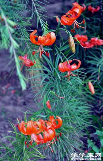 喜慶洋洋的山丹花