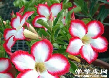 沙漠玫瑰的花朵 沙漠玫瑰的花朵