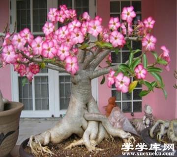 沙漠玫瑰植株 沙漠玫瑰植株