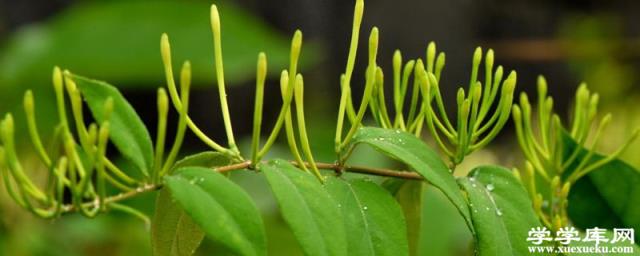 盆栽金銀花的種植方法，時間和種植條件