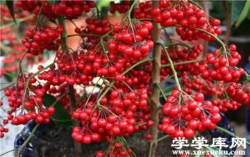 朱砂根葉子干焦下垂要怎么辦 朱砂根葉子干焦下垂要怎么辦