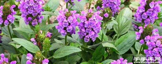 夏枯草的種植方法