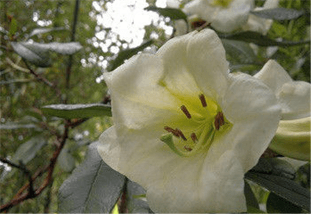 百合花杜鵑 百合花杜鵑