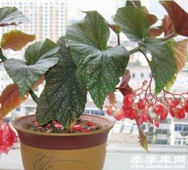 同屬常見的栽培種類