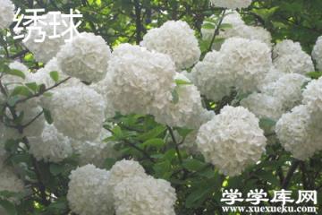 繡球 繡球