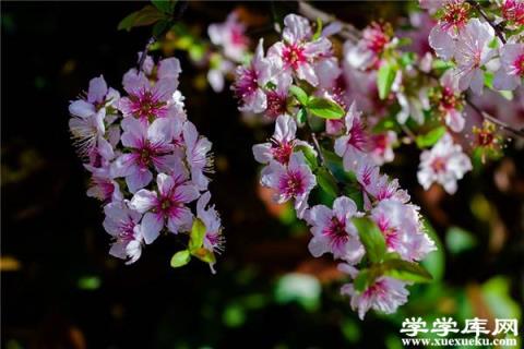 郁李的養殖方法和注意事項