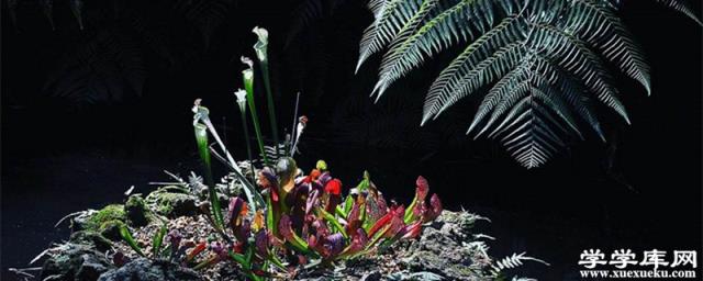 豬籠草黃葉的原因和處理辦法