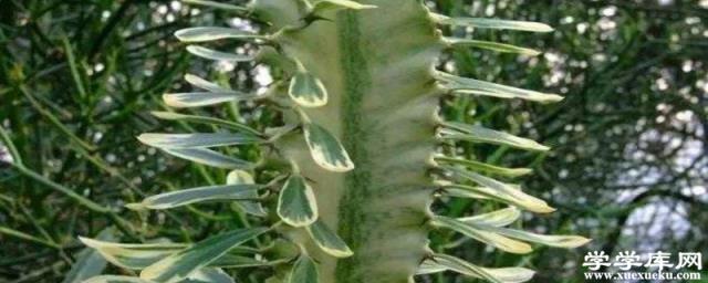 大戟閣錦怎么爆盆